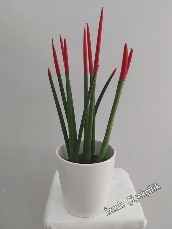 Kırmızı Sansevieria Bitkisi
