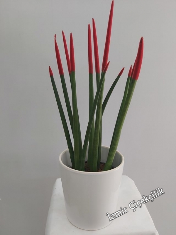 Kırmızı Sansevieria Bitkisi
